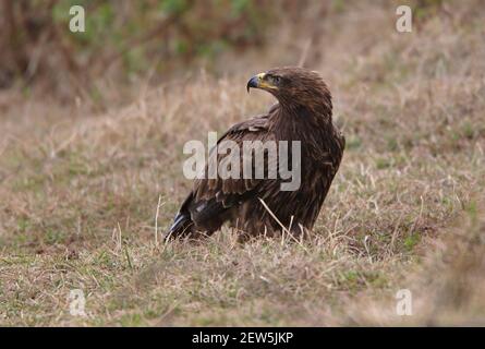 Tawny Eagle (Aquila rapax belisarius), adulto di fase scura sul terreno Bale Mountains NP, Etiopia Aprile Foto Stock