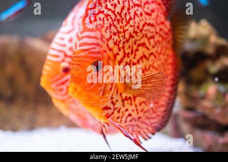 Pesci dalle spacche Symphyodon discus in acquario. Acquaria di acqua dolce concetto Foto Stock