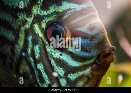 Pesci dalle spacche Symphyodon discus in acquario. Acquaria di acqua dolce concetto Foto Stock