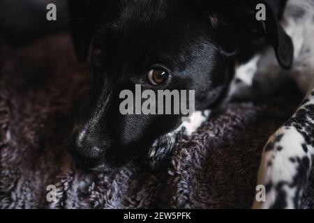 Primo piano ritratto facciale di un cucciolo di cane femmina con uno sfondo caldo Foto Stock