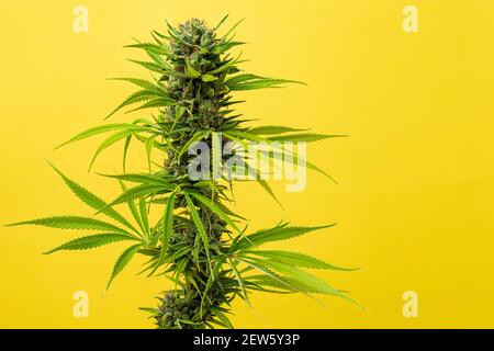 Primo piano bud marijuana caramello su sfondo giallo con spazio per testo Foto Stock