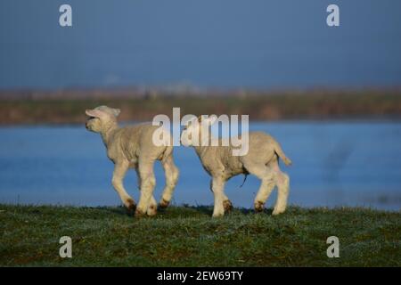 Due piccoli agnelli bianchi che corrono su una diga di fronte di un lago Foto Stock