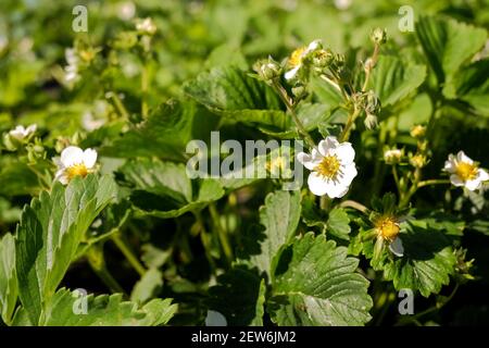 Cespugli di fragola in fiore in file, giardinaggio. Frutti di bosco in crescita, estate soleggiata day.Strawberry pianta, cespugli. Bacche sta crescendo nel garden.Organic Foto Stock