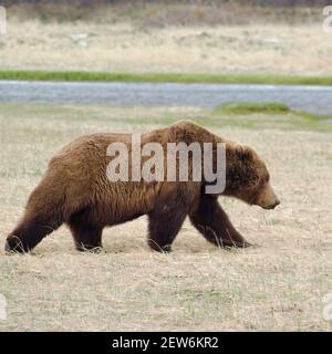 Un orso bruno dell'Alaska, Ursus arctos Gyas, i prowls gettarono un prato d'erba di siedge davanti al piccolo ruscello sulla penisola dell'Alaska Foto Stock