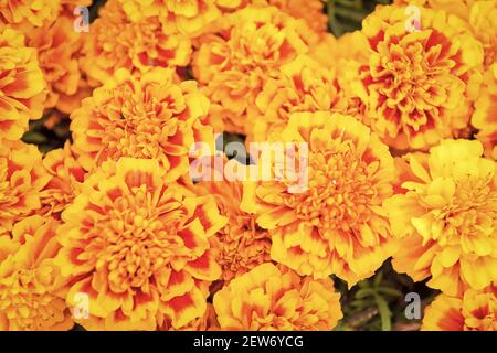 Porta il colore del sole nel tuo giardino. Giardino fiorito e giardinaggio. Marigold tagetes sfondo. Giardino estivo. Negozio di fiori. Il giardino è dove fioriscono i fiori. Foto Stock