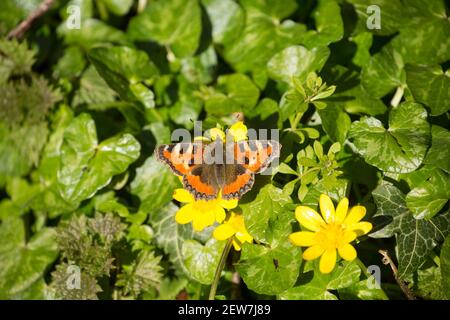 Una piccola farfalla di tartaruga, Aglais orticae, che riposa su un fiore minore di celandine, ficaria verna, al sole di febbraio. North Dorset Inghilterra Regno Unito GB Foto Stock