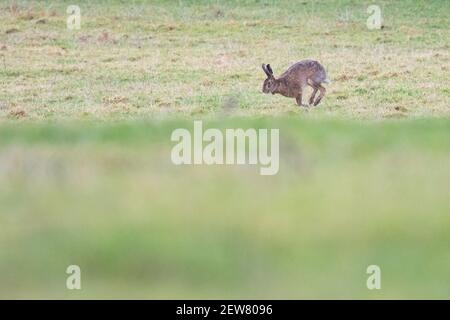 Lepre nel campo con spazio di copia Foto Stock