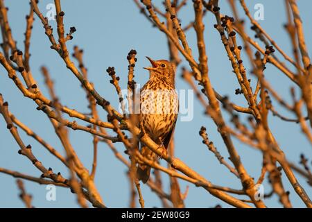 Canzone Thrush (Turdus Philomelos) che canta in albero al tramonto - Scozia, UK Foto Stock