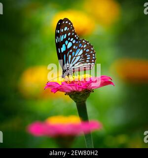 Butterfly Blue Tiger o Danaid Tirumala limniace su un rosa fiore di zinnia con sfondo bokeh scuro di colore giallo verde scuro Foto Stock