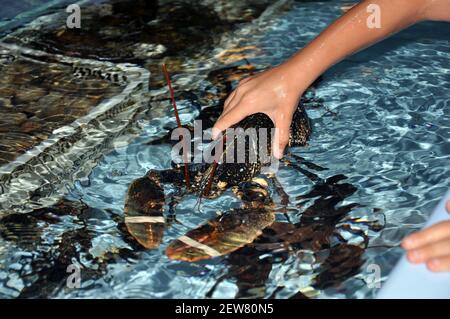 Aragosta in un acquario ristorante. Frutti di mare. Concetto di pesce fresco. Foto Stock