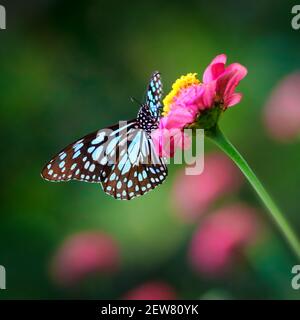 Butterfly Blue Tiger o Danaid Tirumala limniace su un rosa fiore di zinnia con sfondo bokeh scuro e colorato Foto Stock