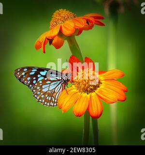 Butterfly Blue Tiger o Danaid Tirumala limniace su girasole rosso o girasole messicano (Tithonia rotundifolia), con verde giallo blured bokeh indietro Foto Stock