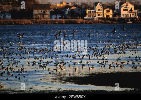 Grande gregge di oche brent che si nutrono a bassa marea a. Riserva naturale di Jamaica Bay Foto Stock