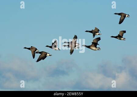 Volo panoramico Brent Flock Foto Stock