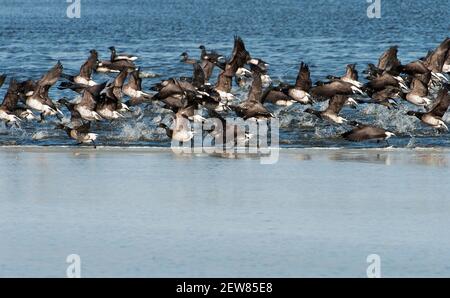 Brent gregge decollare da uno stagno parzialmente congelato Foto Stock