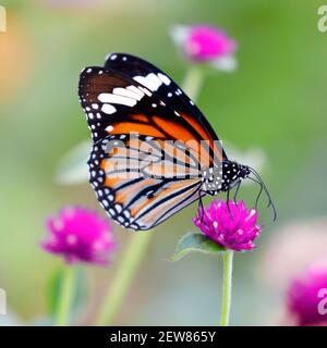 Orange Tiger Butterfly o Danaus genuia su amaranto globo rosa fiore con sfondo verde bokeh sfocato Foto Stock