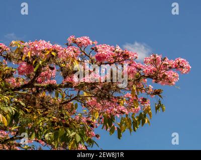 Poui rosa fiori di albero contro il cielo blu, catturato nella piazza centrale della città di Moniquira, a Boyaca, Colombia. Foto Stock