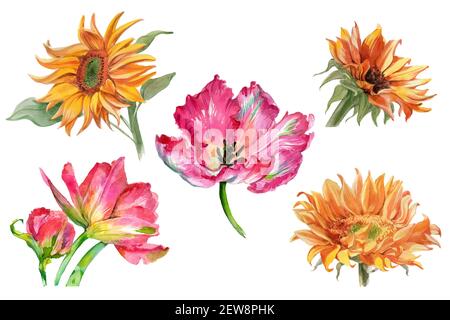 Set di girasoli acquerelli e fiori di tulipano isolati su bianco. Foto di alta qualità Foto Stock