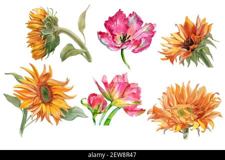 Set di girasoli acquerelli e fiori di tulipano isolati su bianco. Foto di alta qualità Foto Stock