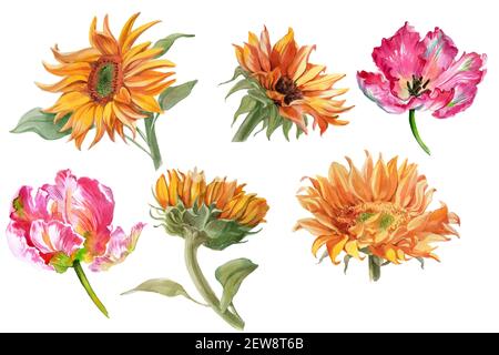 Set di girasoli acquerelli e fiori di tulipano isolati su bianco. Foto di alta qualità Foto Stock