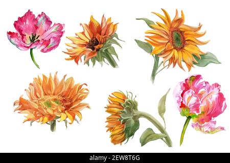 Set di girasoli acquerelli e fiori di tulipano isolati su bianco. Foto di alta qualità Foto Stock