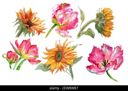 Set di girasoli acquerelli e fiori di tulipano isolati su bianco. Foto di alta qualità Foto Stock