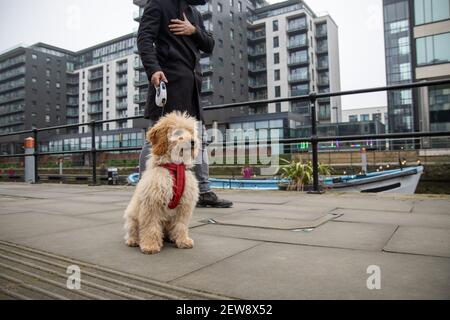 Un cane marrone molto carino che viene preso per una passeggiata da un uomo lungo il canale Foto Stock