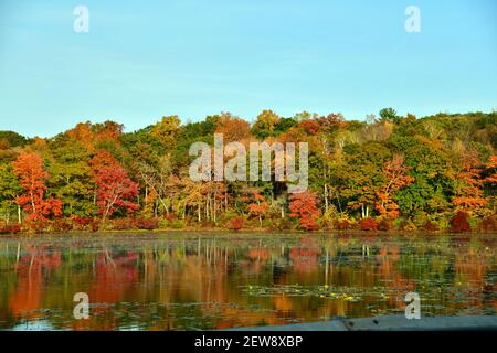 Incantevole svene su un laghetto con fogliame brillante riflessa dall'acqua durante il sole del tardo pomeriggio. Foto Stock