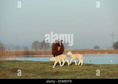 Due piccoli agnelli bianchi che corrono e una pecora marrone è in piedi su una diga di fronte ad un lago Foto Stock