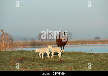 Due piccoli agnelli bianchi che corrono e una pecora marrone è in piedi su una diga di fronte ad un lago Foto Stock