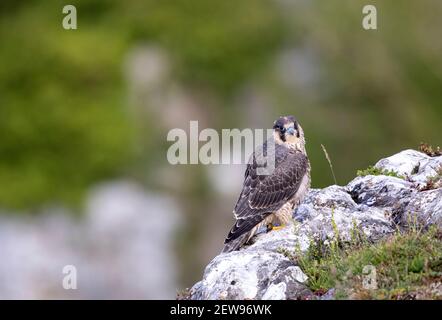 Giovane Peregrine Falcon Falco peregrinus - UN giovane fuggito a Malham Cove, Yorkshire Dales Foto Stock