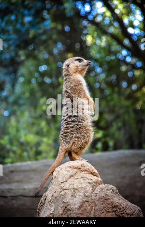 Piccolo meerkat in piedi alla fine di una roccia Foto Stock