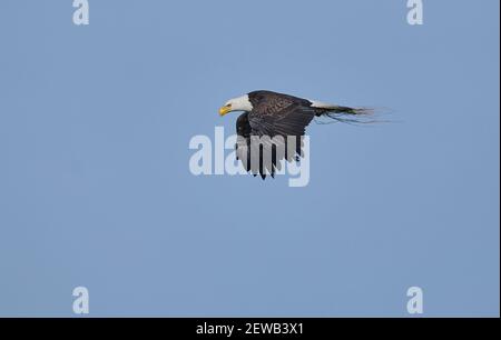 Aquila calva (Haliaeetus leucocefalo) in volo che trasporta il materiale di nidificazione, Calgary, Carburn Park, Alberta, Canada Foto Stock