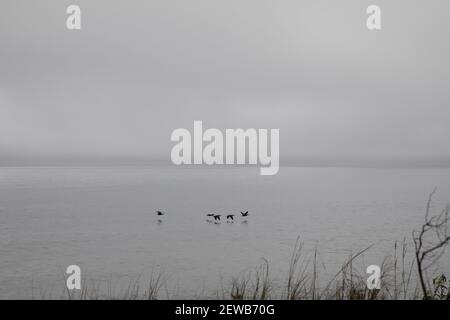 Un gregge di uccelli marini che volano in basso sull'oceano Una giornata di nebbia a Long Island NY USA Foto Stock