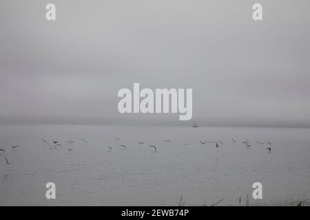 Un gregge di gabbiani che volano in basso sull'oceano con Una barca a vela che galleggia in lontananza a Long Island NY STATI UNITI Foto Stock