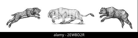 Grotta orso e leone. Panthera Sabre tigre dentata. Mammiferi preistorici. Animale. Animale d'epoca. Mammiferi retrò. Schizzo inciso disegnato a mano. Illustrazione Vettoriale