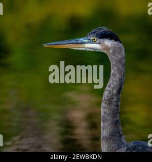 Un giovane Grande Erone Blu (Ardea herodias) pone per un ritratto headshot mentre guai in un'insenatura nel sole di caduta. Foto Stock