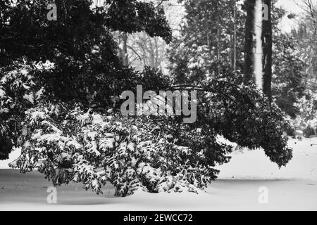 Una scala di grigi di alberi innevati nella foresta Foto Stock