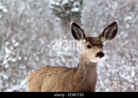 Ritratto di un giovane cervo di mulo in allarme nella neve Foto Stock