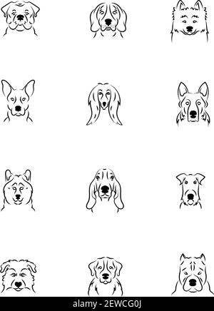 Razze di cani, illustrazione, vettore su sfondo bianco. Illustrazione Vettoriale