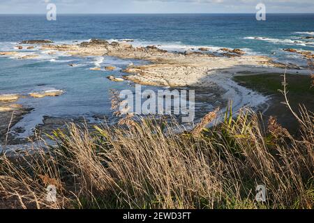 Sulla passeggiata della Penisola di Kaikoura che vi porta lungo una spettacolare percorso in cima alla scogliera sopra le colonie di foche Foto Stock