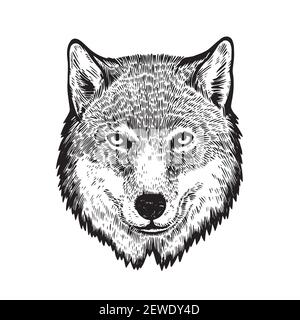 Testa di lupo in stile incisione a inchiostro isolato su sfondo bianco. Illustrazione Vettoriale