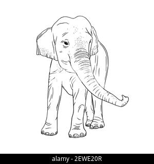 Elefante isolato su sfondo bianco. Elefante indiano realistico con tronco capovolto. Illustrazione vettoriale dello schizzo Illustrazione Vettoriale