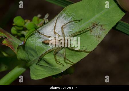 Lynx Spider, famiglia Oxyopidae, con nido su foglia, Saba, Bali, Indonesia Foto Stock