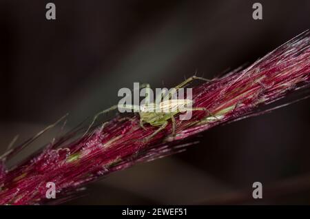 Lynx Spider, famiglia Oxyopidae, on Plant, Saba, Bali, Indonesia Foto Stock