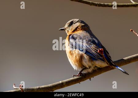 Una femmina orientale bluebird, piccolo migratorio thrush song uccello (Sialia sialis) nativo in Nord America è perching su albero senza foglie in una mattina invernale. Foto Stock