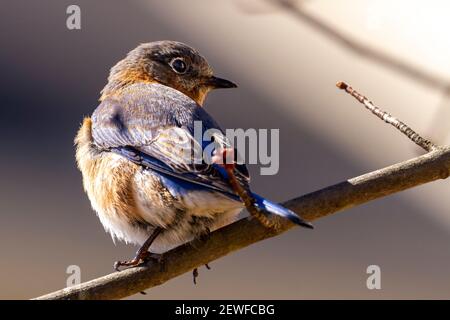 Una femmina orientale bluebird, piccolo migratorio thrush song uccello (Sialia sialis) nativo in Nord America è perching su albero senza foglie in una mattina invernale. Foto Stock