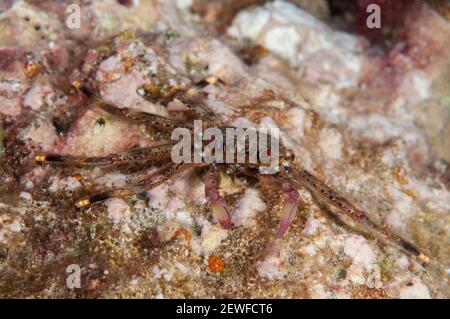 Granchio di roccia piatta, Percnon planissimum, immersione notturna, Maluku Divers House Reef, Ambon, Indonesia Foto Stock