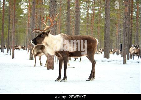 Un cervo si trova sullo sfondo di una mandria di cervi nella foresta Foto Stock