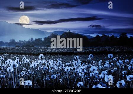 campo di dente di leone in paesaggio rurale di notte. splendido paesaggio naturale con piante infestanti in piena luce lunare. nuvole sul cielo sopra il lontano moun Foto Stock